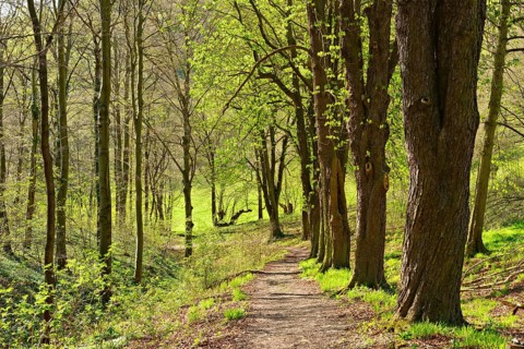 Hiking trail to Leuchtenburg in spring