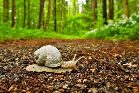 Burgundy snail