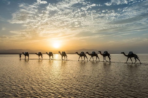 Camels loaded with rock salt plates walk through a salt lake