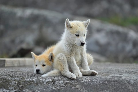Two young Greenlandic dogs sitting on a rock slab