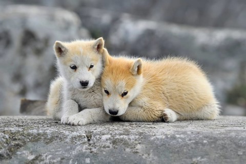 Two young Greenlandic dogs sitting on a rock slab