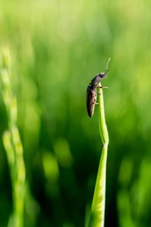 Click beetle