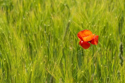 Blooming red poppy