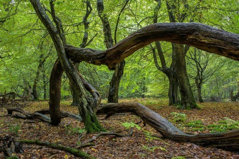Intertwined trunks of old trees and deadwood