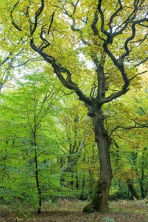 Autumn in the jungle Baumweg