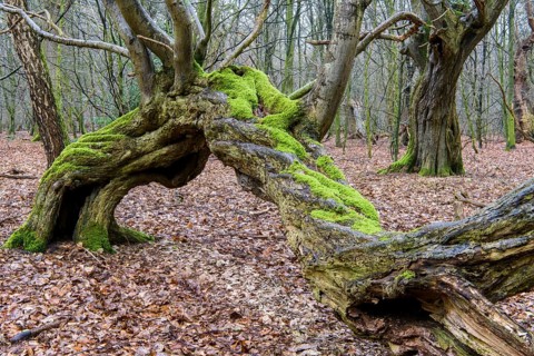 Old beech