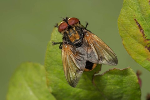Caterpillar fly