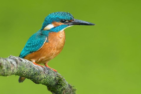 Common kingfisher