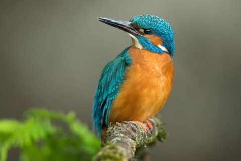 Common kingfisher