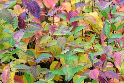 Common Dogwood