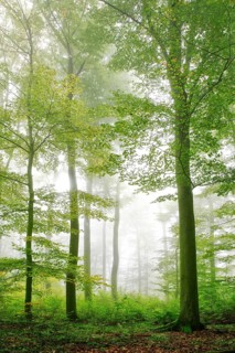 Beech forest in early autumn