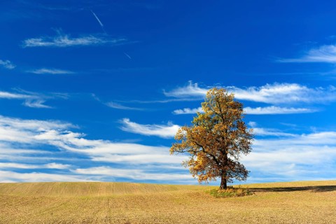 Ploughed and harrowed field with solitary oak in autumn