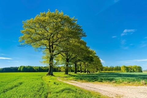Old oak trees line a field path through green fields in spring