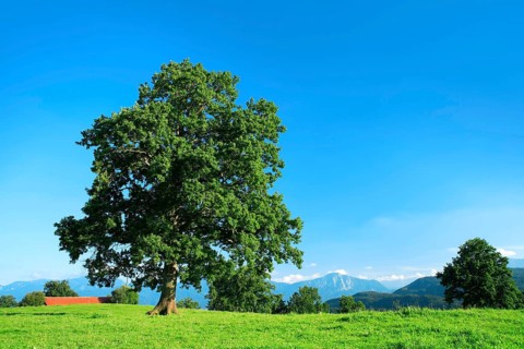 Solitary old oak tree on green meadow