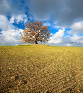 Solitary oak on field in autumn