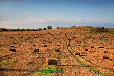 Stubble field with bales of straw in the evening light