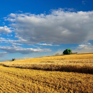 Two combine harvesters in a cornfield harvesting barley