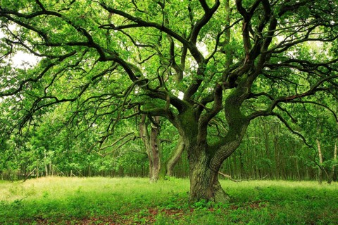 Old Oak Mueritz National Park