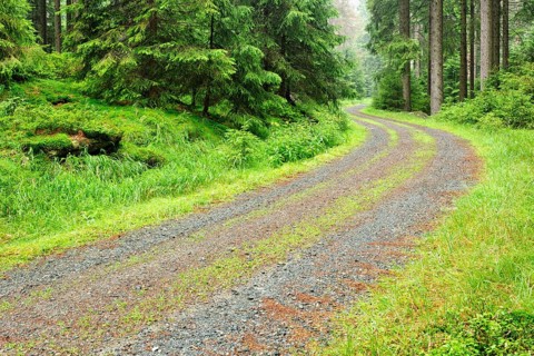 Forest path through misty spruce forest