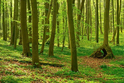 Sunny unspoilt natural beech forest in spring