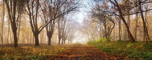 Head beech avenue in autumn