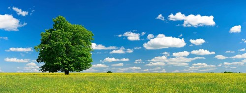 Wildflower meadow with solitary oak tree in spring
