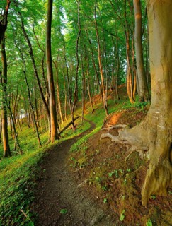 Narrow hiking trail through beech forest on the coast of the Baltic Sea in the warm light of the evening sun