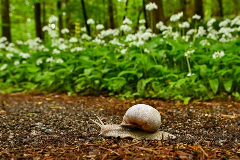 Burgundy snail
