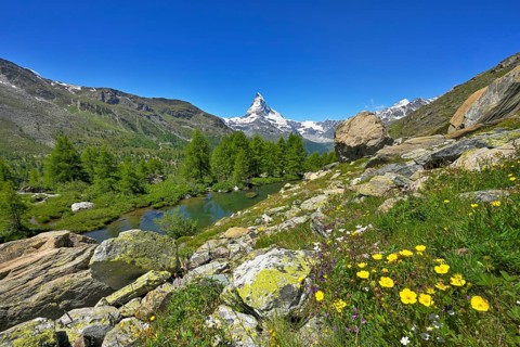 Alpine meadow of blossoming yellow flowers at the Grindjisee
