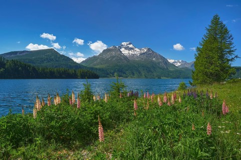 Flowering Lupins