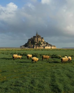 Sheep grazing in a meadow in front of Le Mont-Saint-Michel