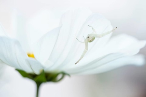 Goldenrod crab spider