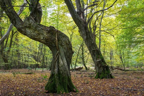 Overgrown tree trunks