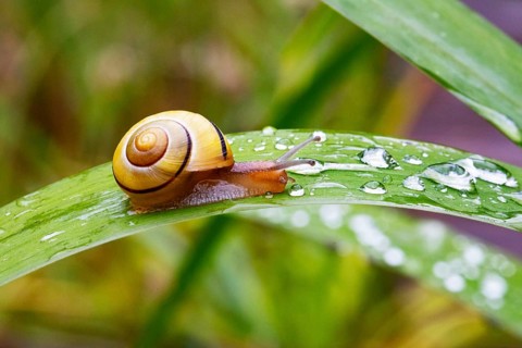 Cepaea