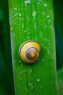 Cepaea