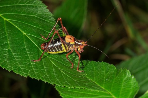 Barbitistes constrictus