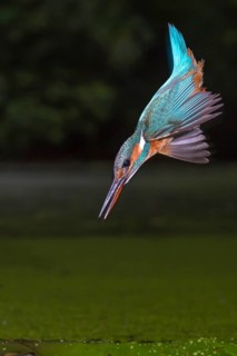 Common kingfisher