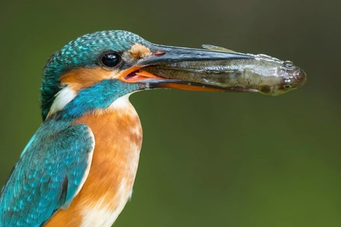 Portrait Common kingfisher