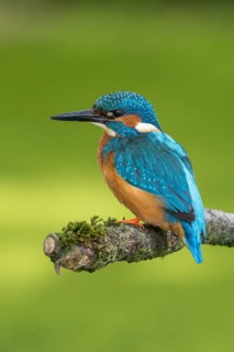 Common kingfisher