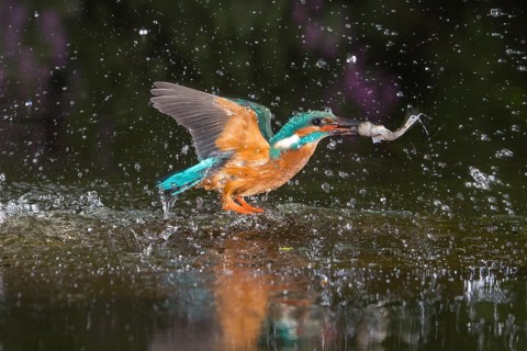 Busted Common kingfisher