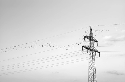 European starlings
