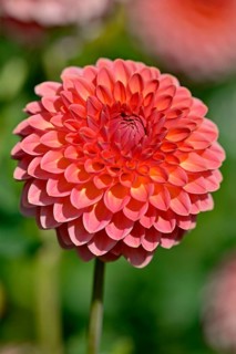 Decorative Dahlia