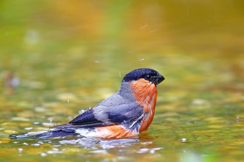 Eurasian bullfinch