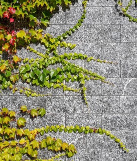 Virginia creeper