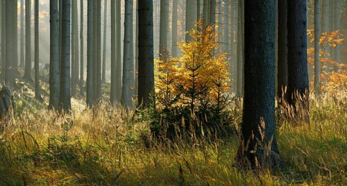 Sunny spruce forest in autumn