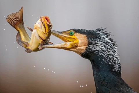 Great cormorant