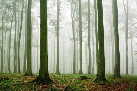 Beech forest