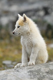 Young Greenlandic dog sitting on rocky plateau
