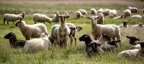 Sheep on the island of Hiddensee