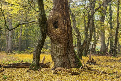 Tree trunks of old trees and deadwood